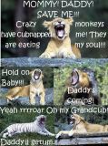 Mommy Daddy Baby Lion cub
